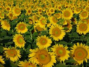 flowers_sunflowers_3dp27_sm.jpg